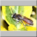 Andrena labiata - Sandbiene 10mm m01a - OS-Garten det.jpg